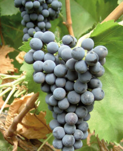 uvas variedad castellana