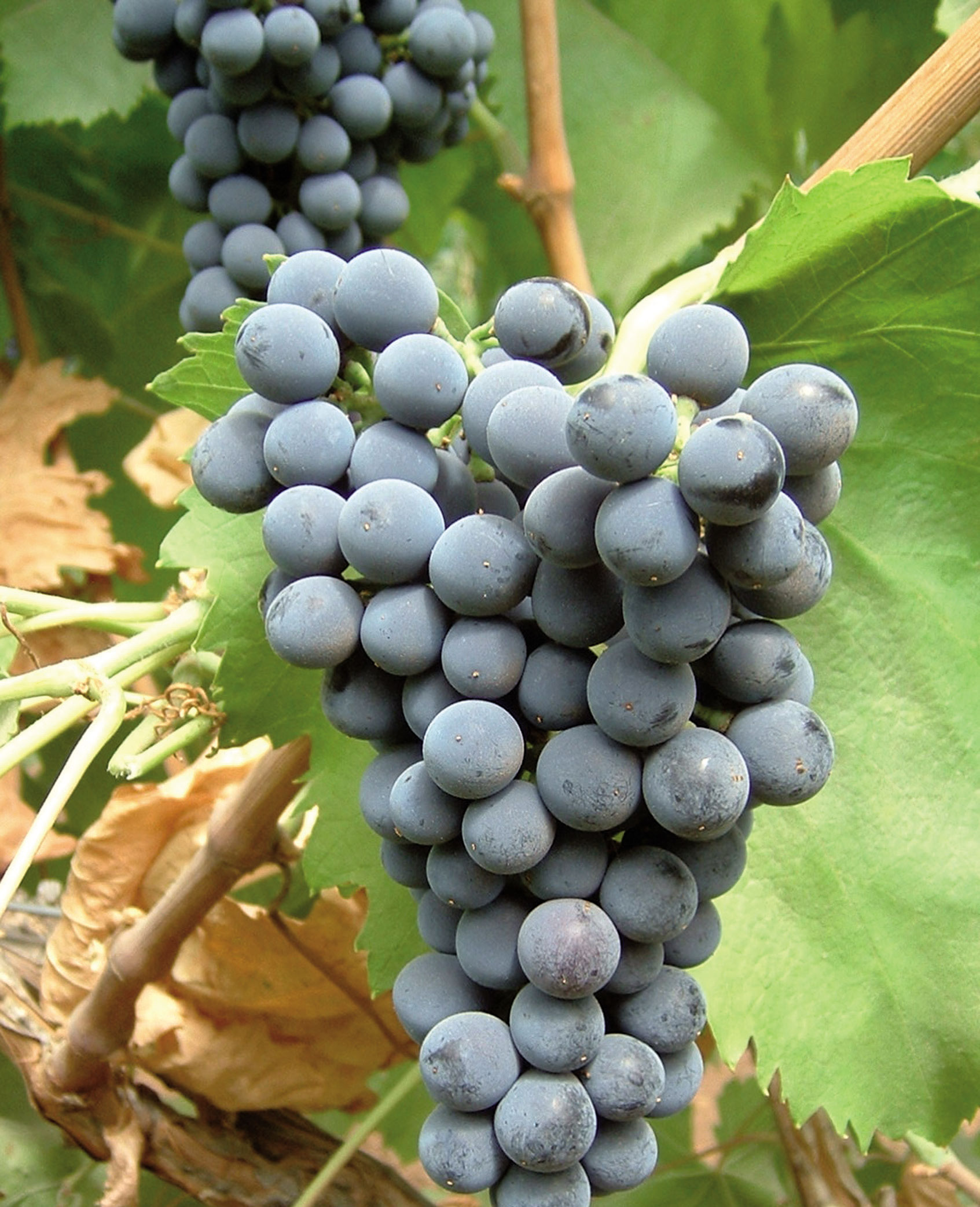 uvas variedad castellana