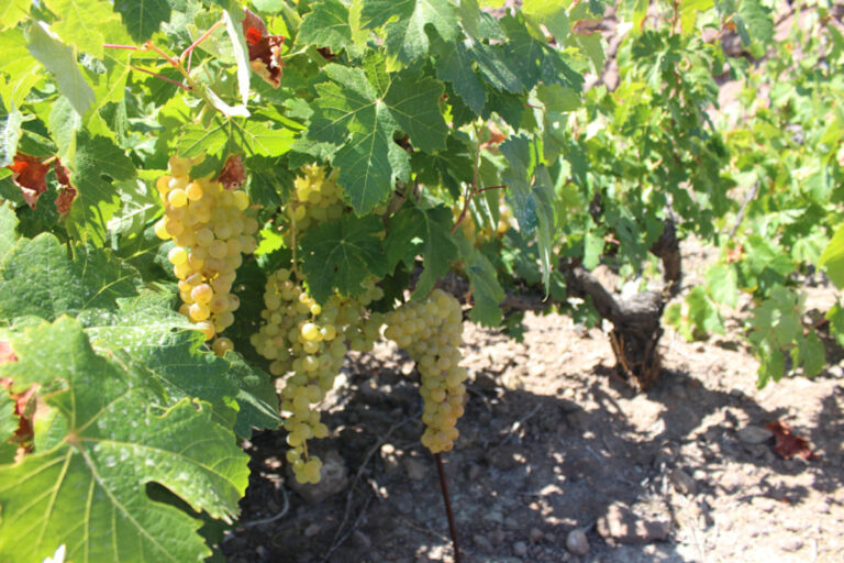 Uvas Listán blanco de Las Dehesas