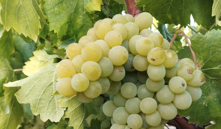 Uvas variedad Marmajuelo