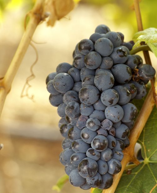 variedades de uva tinta de Canarias: Baboso Negro