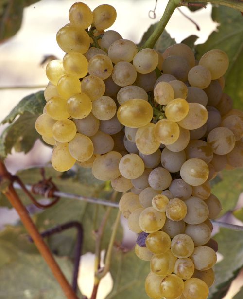 uvas de la variedad Gual