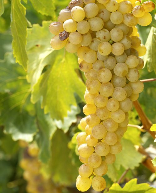 uvas de la variedad malvasia aromática de Canarias