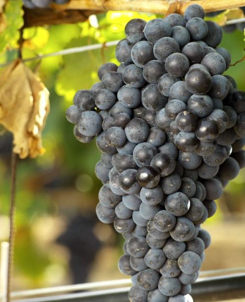 uvas